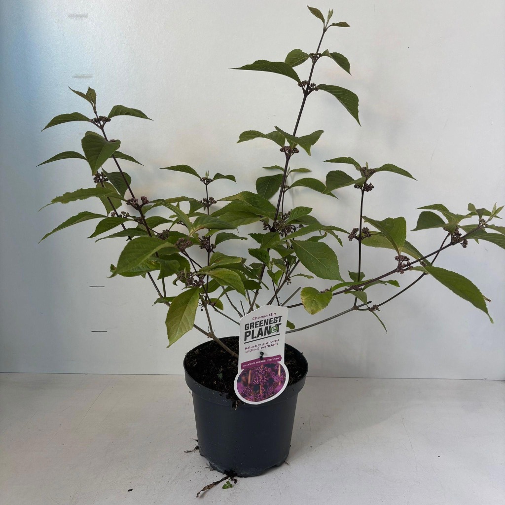 Callicarpa bod. Profusion