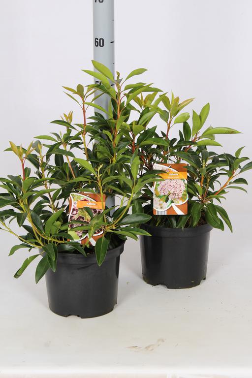 Picture of Kalmia Latifolia in Varieties P21 (4 Ltr) 25/30