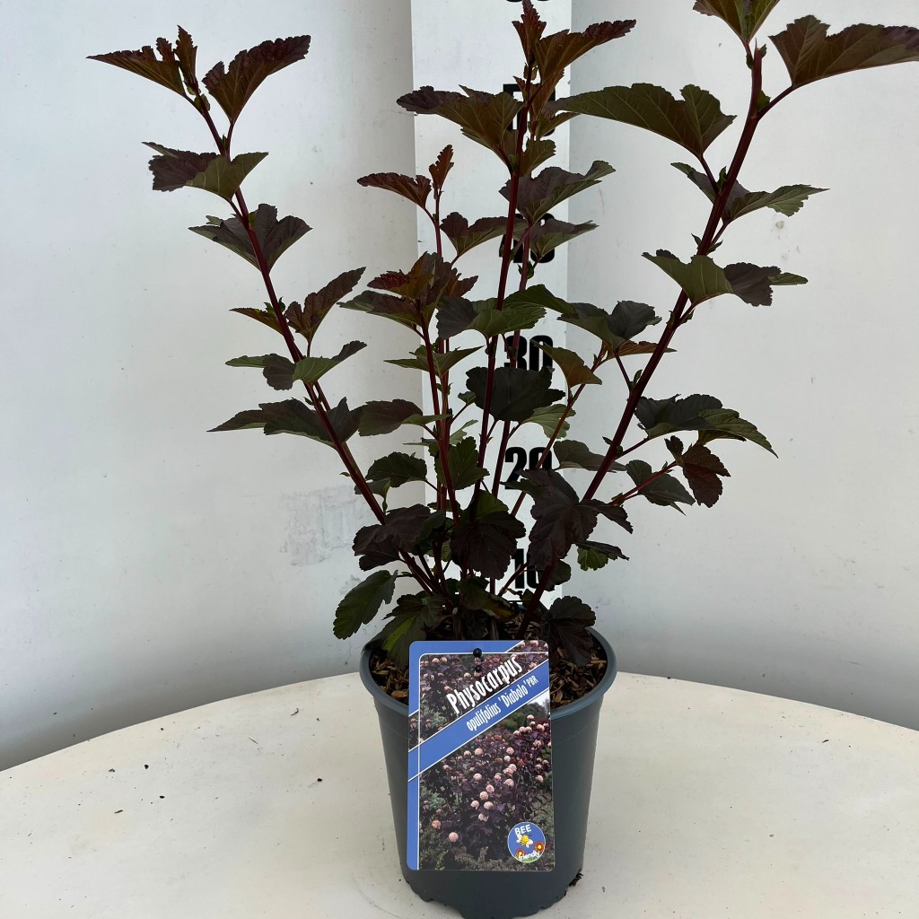 Physocarpus opu. Diabolo