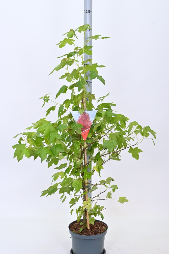 Picture of Liquidambar styraciflua P23 (5 Ltr) 60/80CM