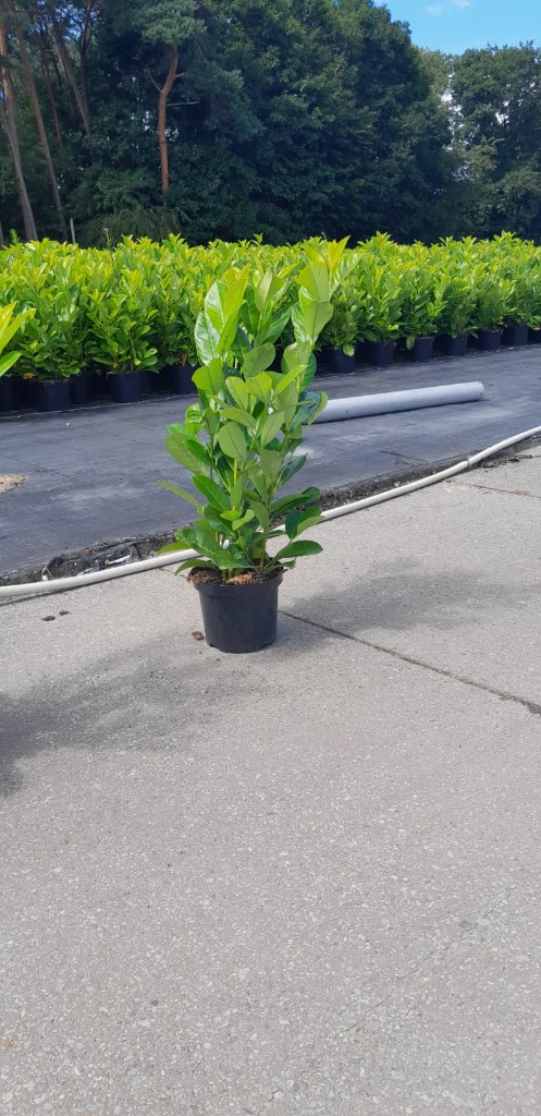 Obrázek Prunus laur. Rotundifolia P19 (3 Ltr)