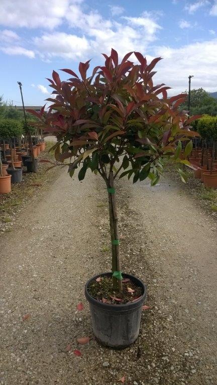 Picture of Photinia fraseri Red Robin C12 1/4 STD Ball 40-50