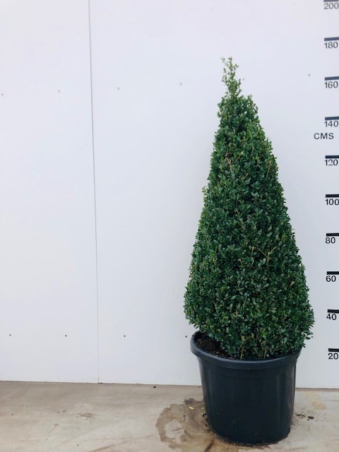 Picture of Ilex cren. Caroline Upright P42-(45-LTR) 120/130-PYRAMID