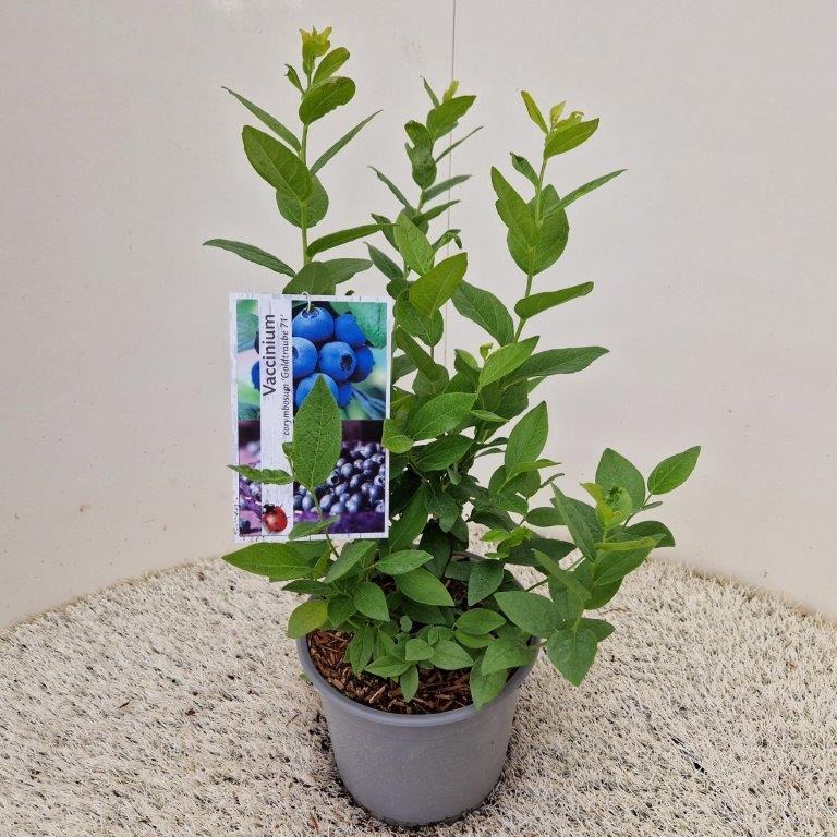 Picture of Vaccinium cor. Goldtraube P19 (3 Ltr)