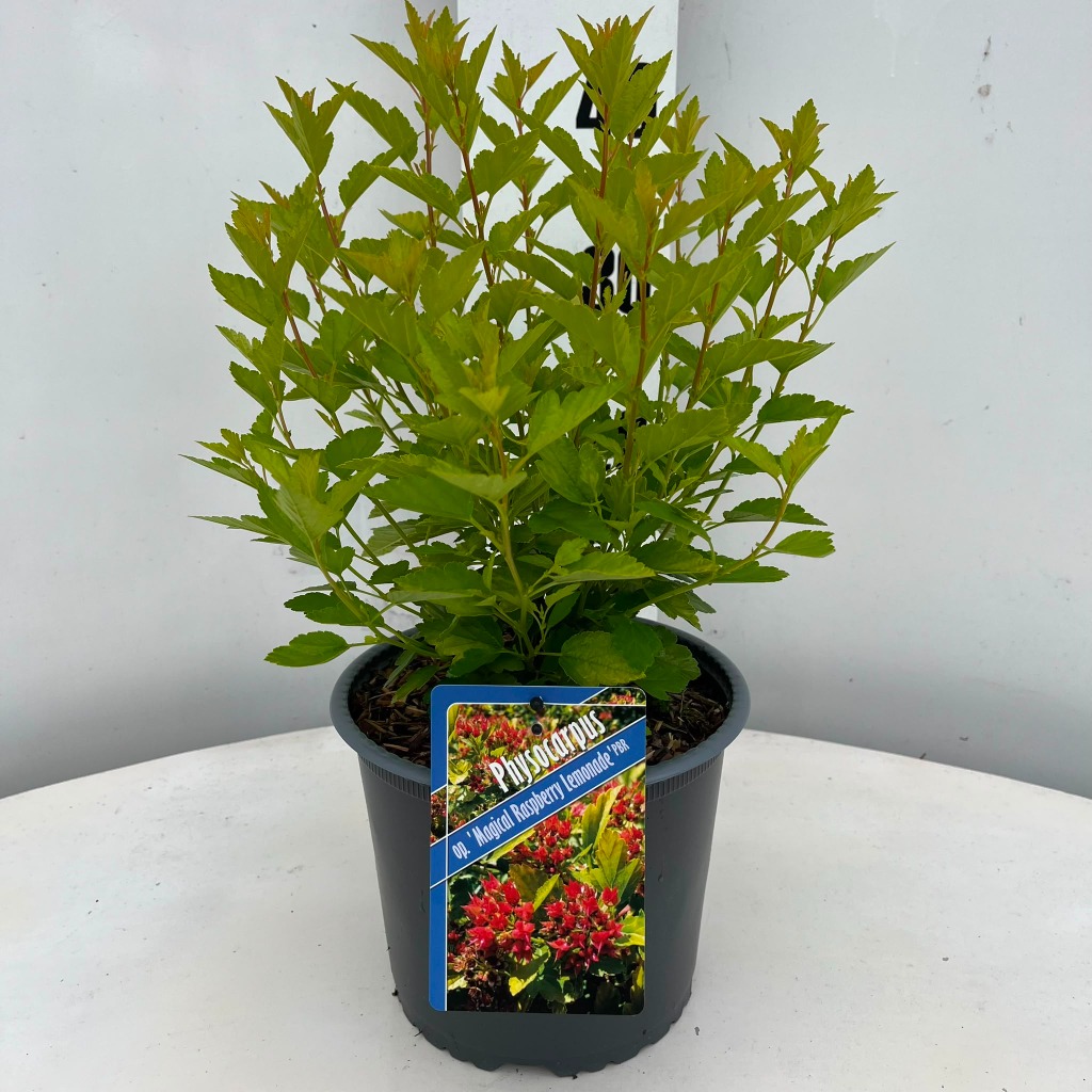 Physocarpus opu. Raspberry Lemonade