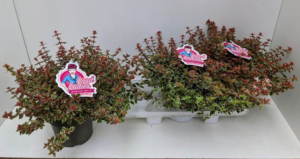 Picture of Abelia x grandiflora Pink Lady P19 (3 Ltr) 40-CM