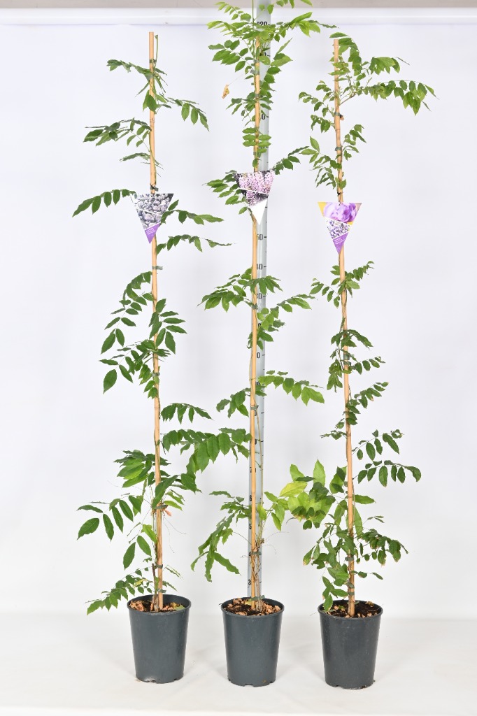 Picture of Wisteria sinensis in varieties P25-(7-LTR) 175/200-1-SHOOTS