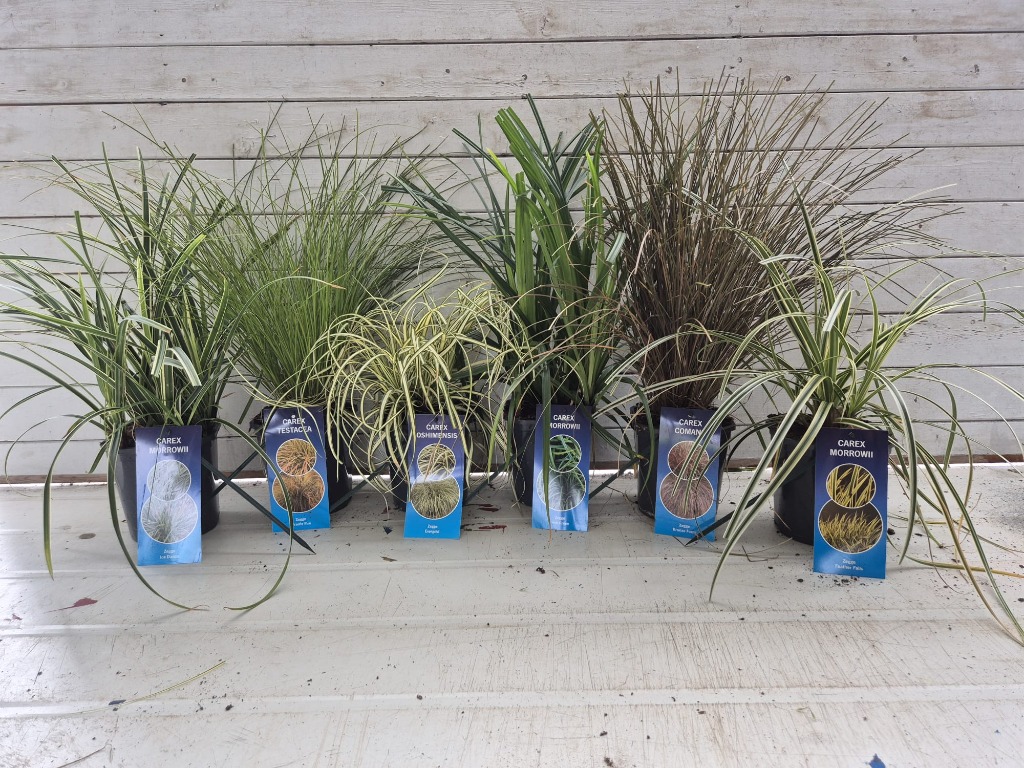 Picture of Carex in varieties P17 (2 Ltr)
