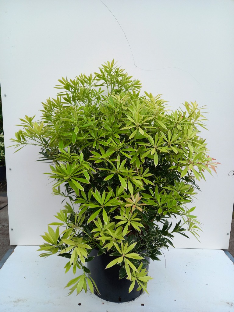 Picture of Pieris jap. Flaming Silver P36 (20 Ltr)