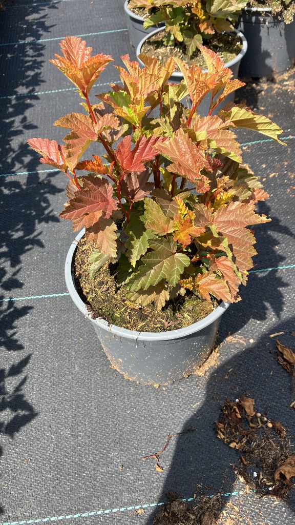 Physocarpus opu. Little Angel