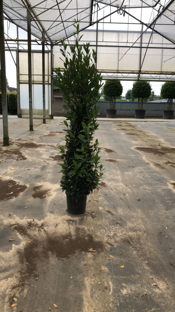 Picture of Laurus nobilis P30 (12 Ltr) 200CM-INCL-POT BUSH