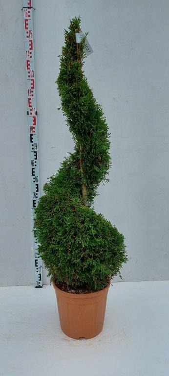 Picture of Thuja occidentalis Smaragd C18 SPIRAL-110/130