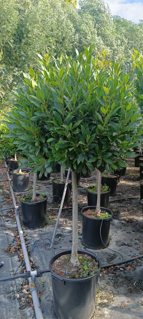laurus nobilis