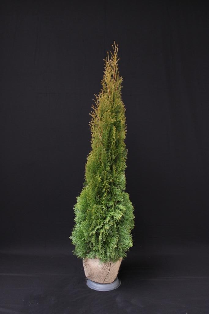 Picture of Thuja occ. Smaragd ROOTBALL 150/175CM