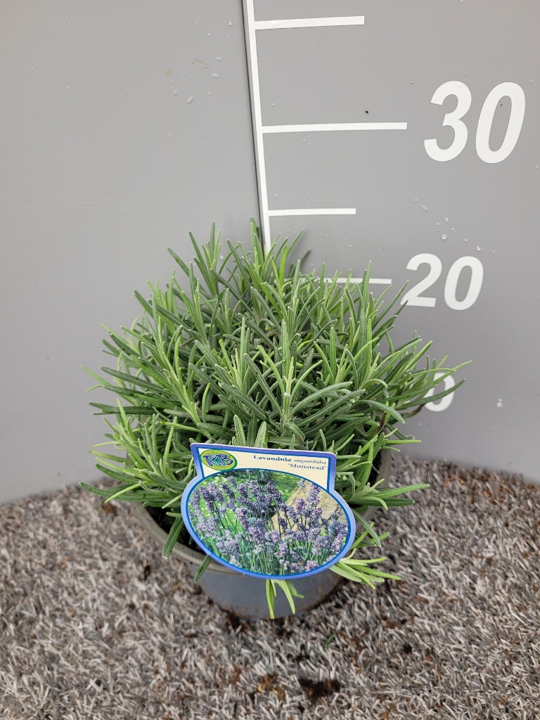 Picture of Lavandula ang. Munstead P17 (2 Ltr)