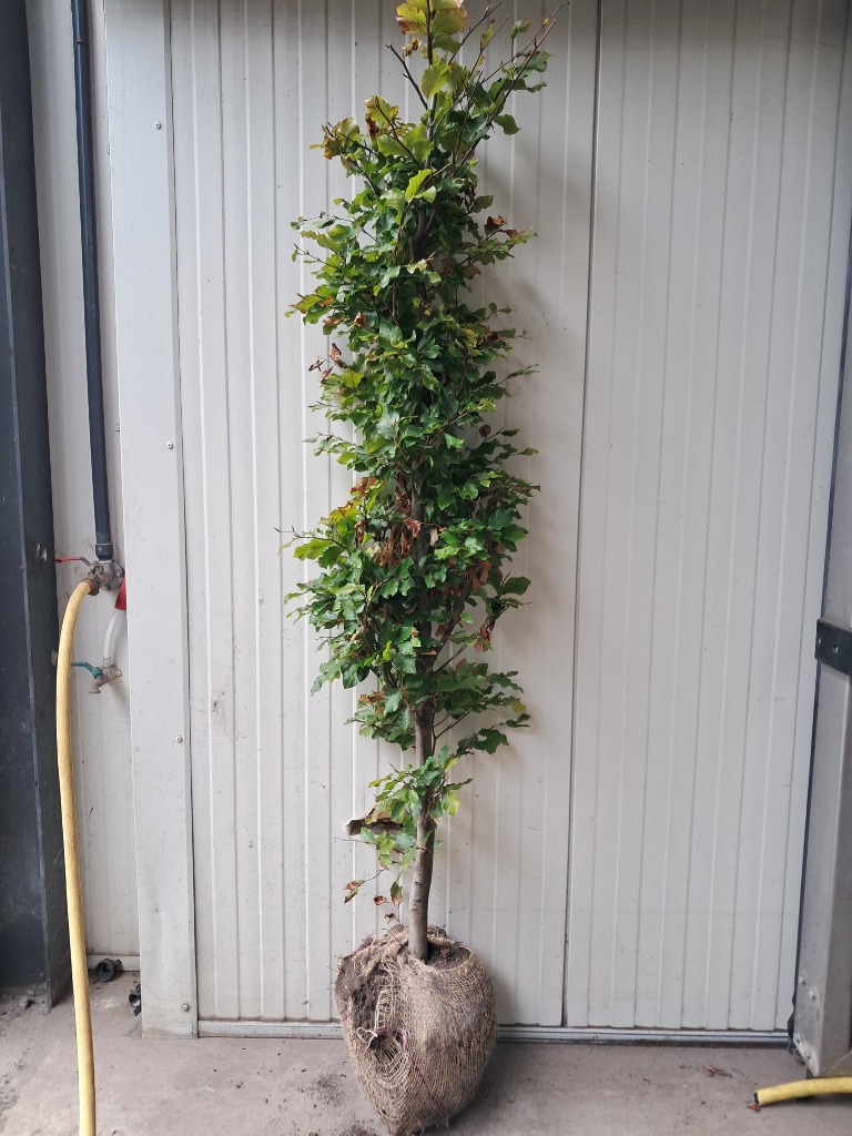 Picture of Fagus sylvatica ROOTBALL 150/175CM