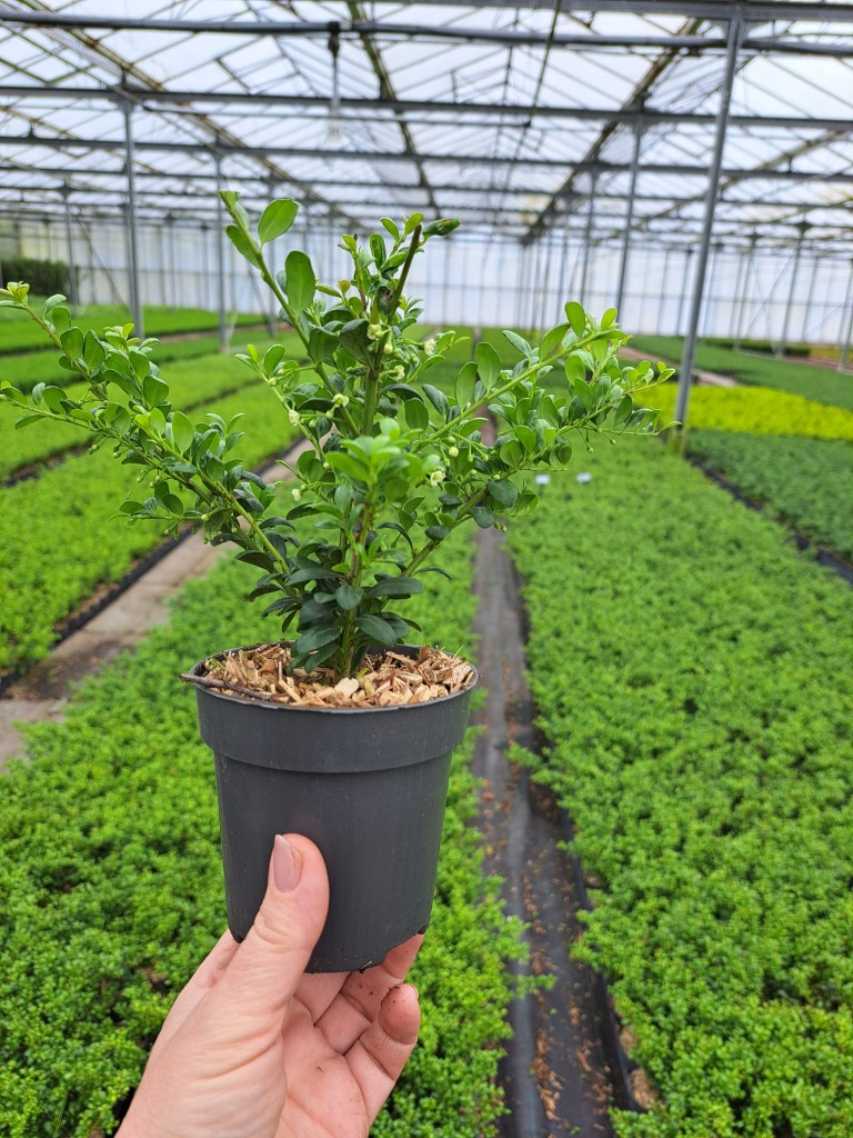 Ilex cr. Convexa