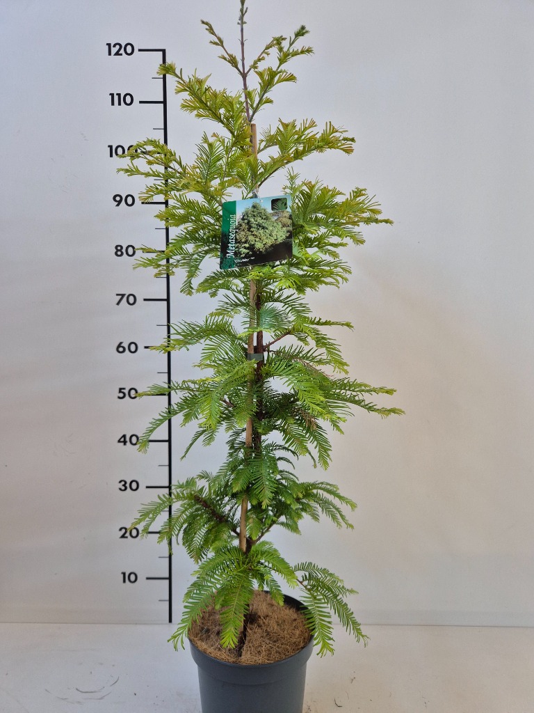Metasequoia gl. Chubby