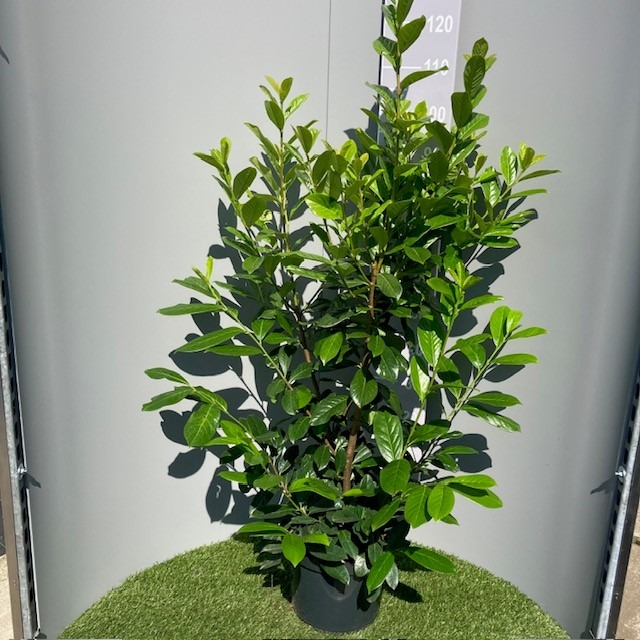 Picture of Prunus laur. Novita P30 (12 Ltr) 100/125CM