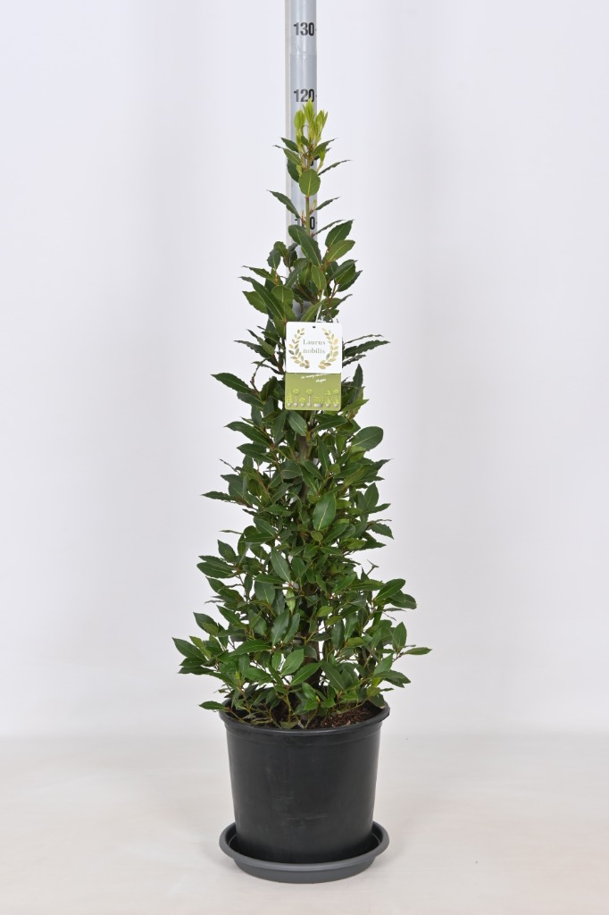 Picture of Laurus nobilis P30 (12 Ltr) Pyramids 130/cm incl pot