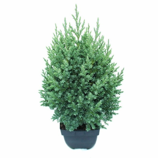 Picture of Juniperus chin. Stricta P17 (2 Ltr) Square