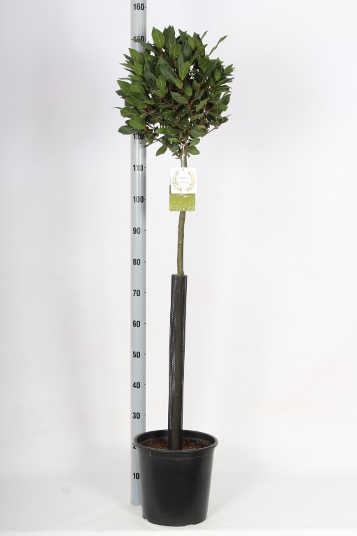 Picture of Laurus nobilis P27 (7.5 Ltr) 90/STD-35/CM-HEAD