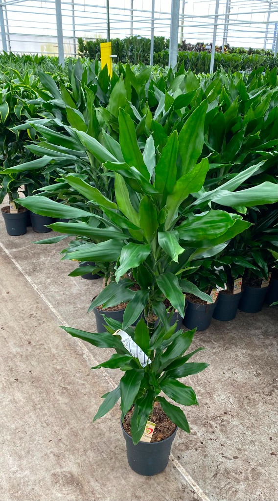 Dracaena Janet Lind 45-15