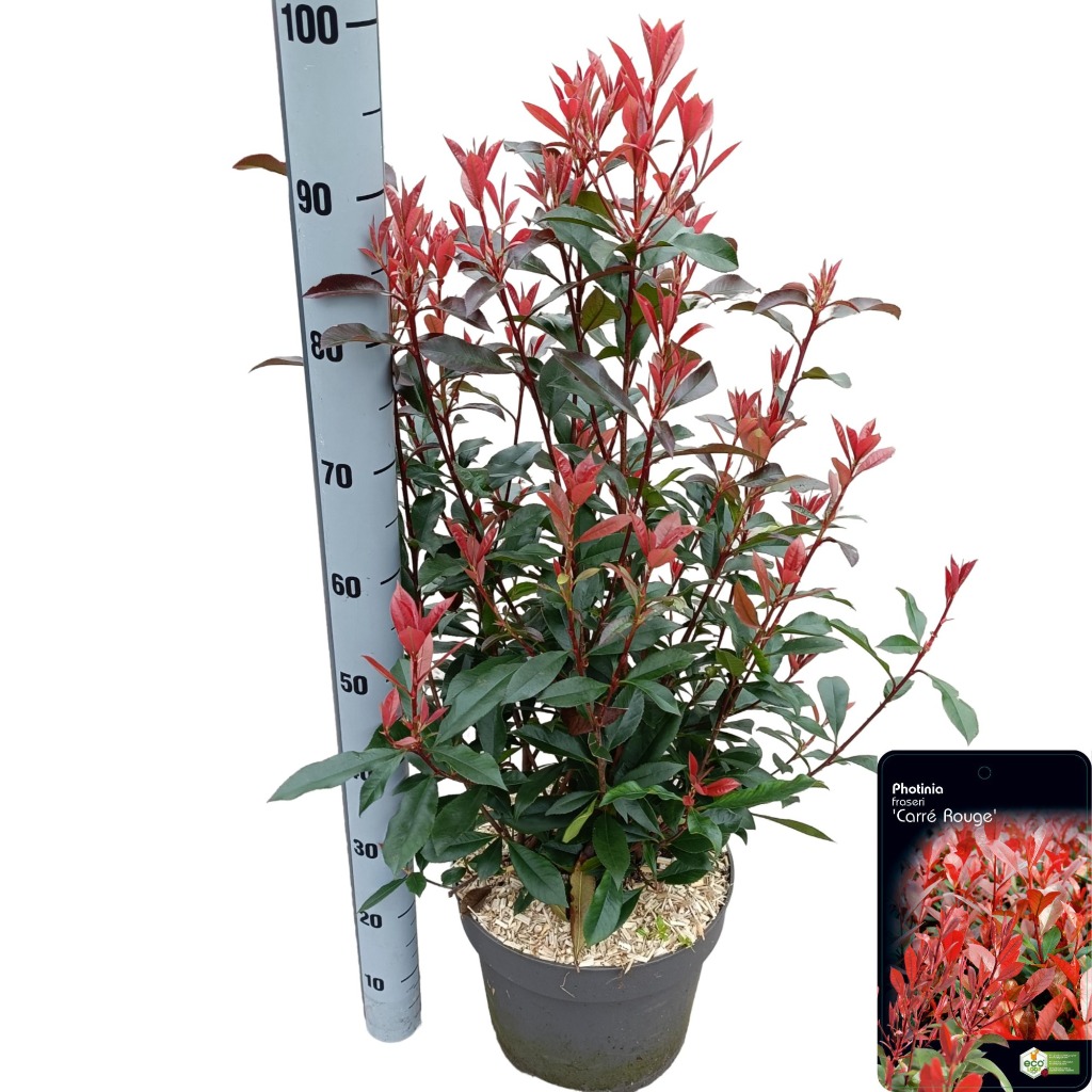 Picture of Photinia fras. Carre Rouge P29 (10 Ltr)