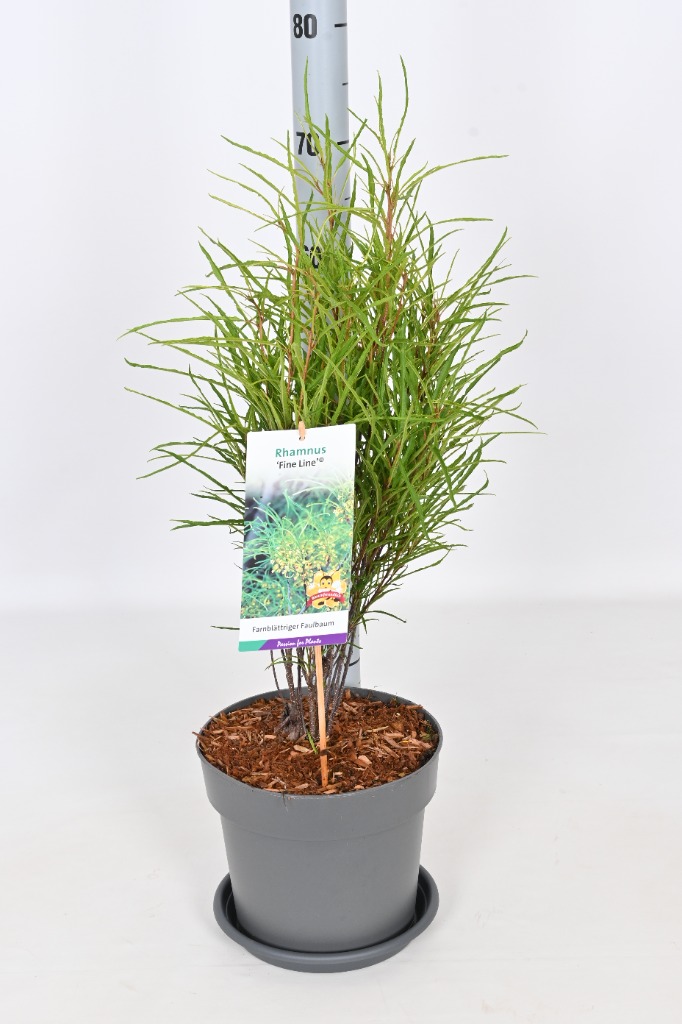 Picture of Rhamnus frangula Fine Line P23 (5 Ltr)