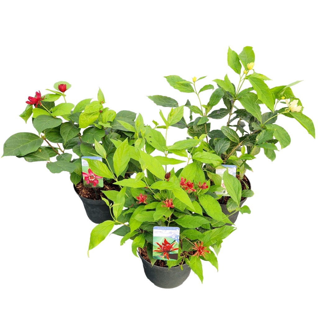 Picture of Calycanthus raulstonii in varieties P26 (7.5 Ltr)