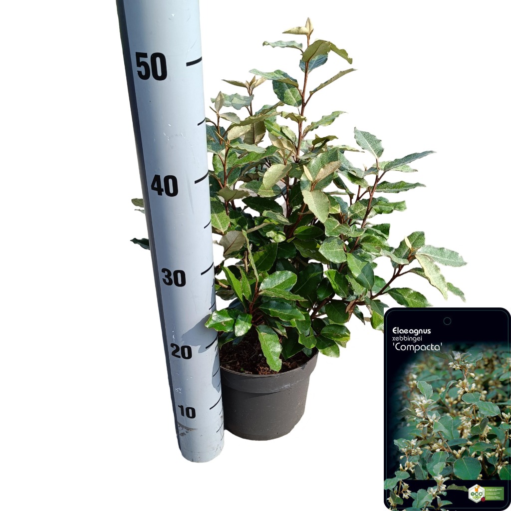 Picture of Elaeagnus ebb. Compacta P17 (2 Ltr)