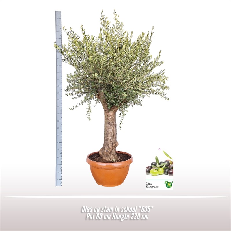 Picture of Olea europaea P60 220/CM INCL POT