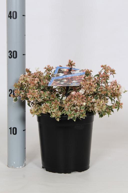 Picture of Abelia grandiflora Magic Daydream P17-(2.5-LTR)