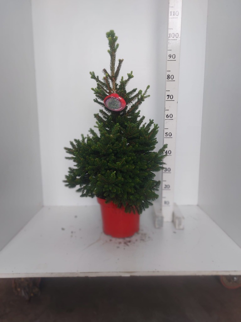 Picture of Picea abies Wills Zwerg P27 (7.5 Ltr) 100CM INC POT/POTTED