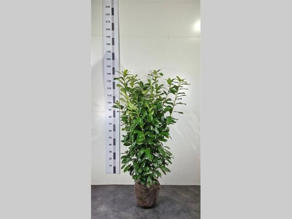 Picture of Prunus laur. Novita ROOTBALL 100/120CM