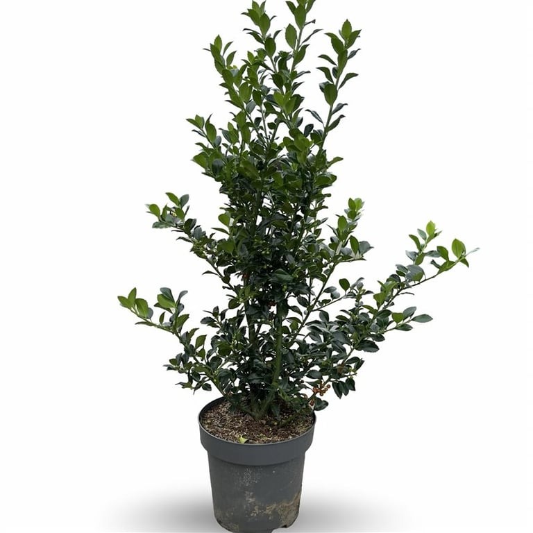 Picture of Ilex mes. Heckenfee P30 (12 Ltr) 100/125CM