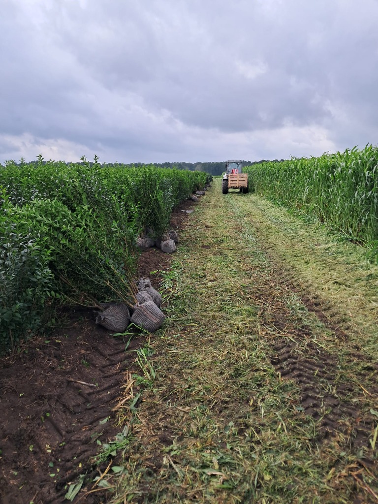 Picture of Ligustrum ovalifolium ROOTBALL/JUTE 125/150CM