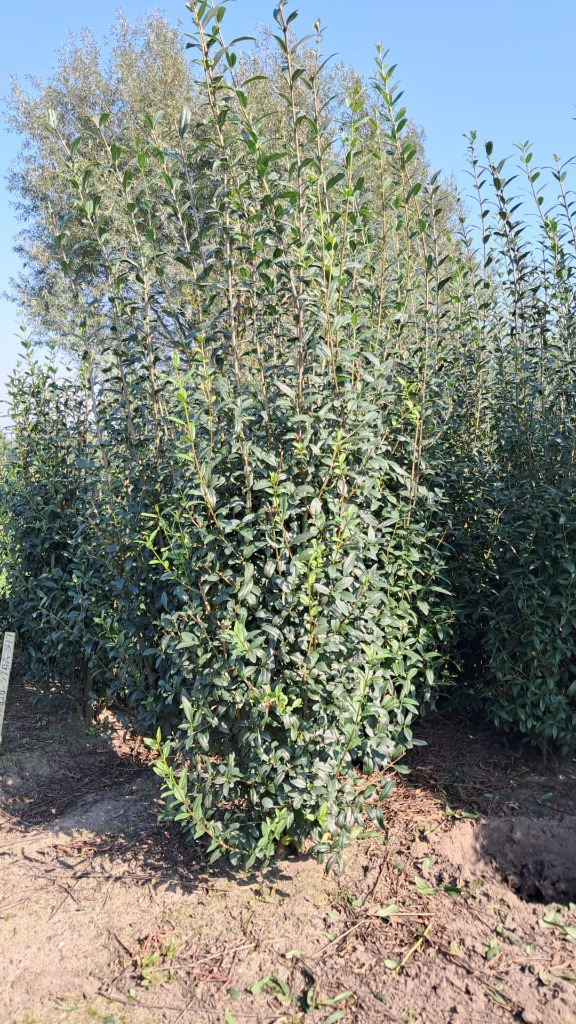 Picture of Ligustrum vulg. Atrovirens ROOTBALL/JUTE 175/200CM