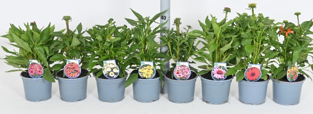Picture of Trolley Deal 2025 Echinacea in colours P17 (2 Ltr)