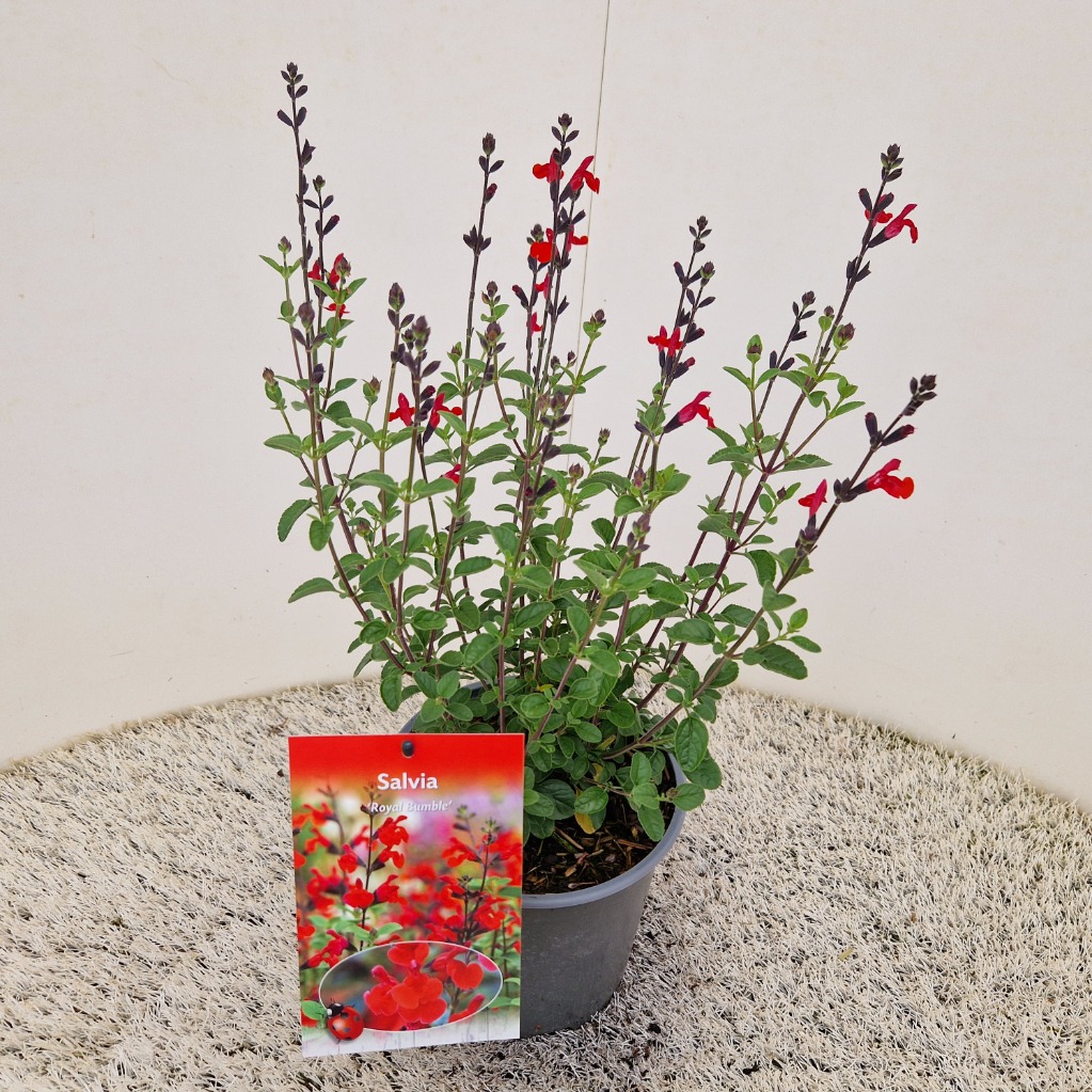 Salvia greggii Royal Bumble