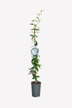 Picture of Trachelospermum jasminoides P17 (2 Ltr) 80/100