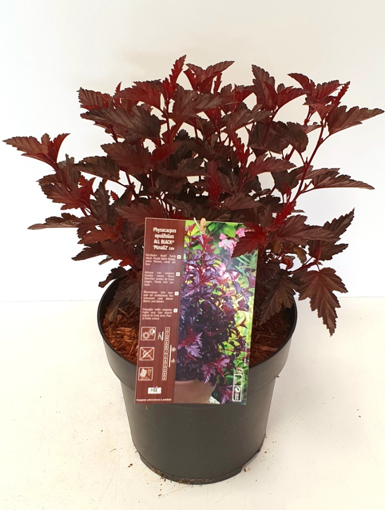 Picture of Physocarpus opufolius All Black P23 (5 Ltr)