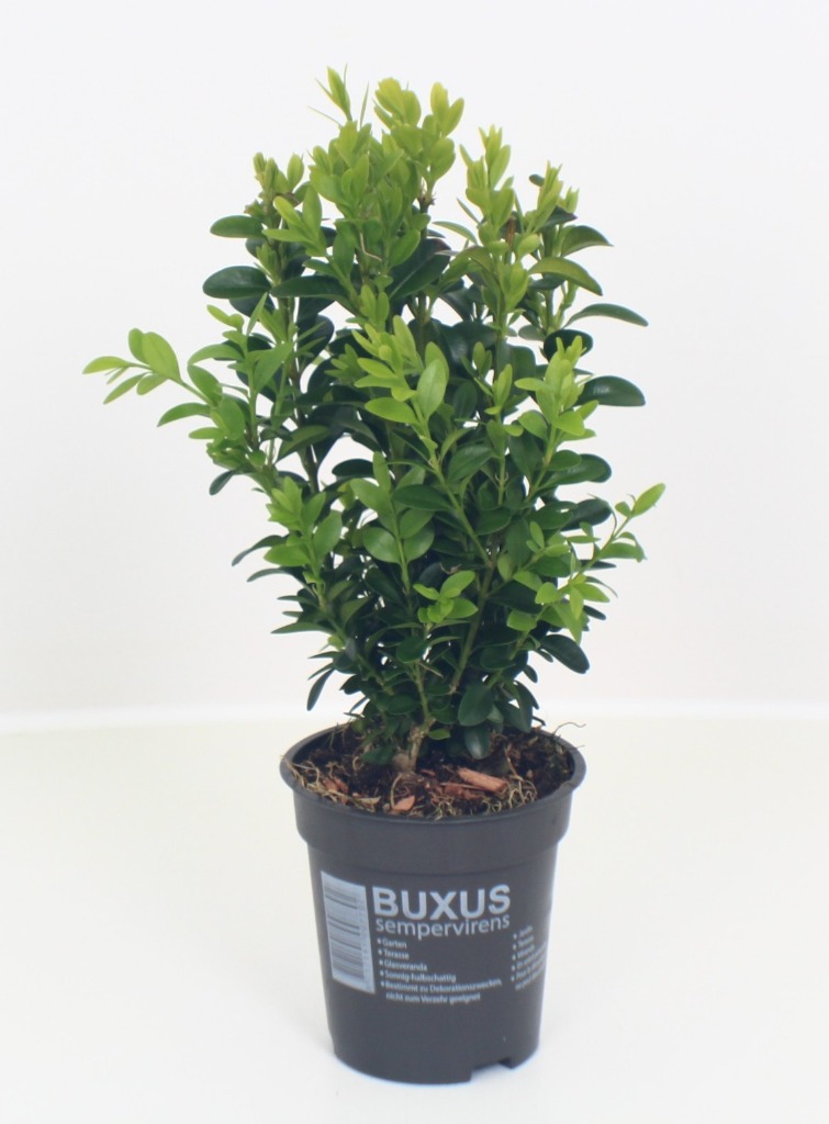 Picture of Buxus sempervirens P9