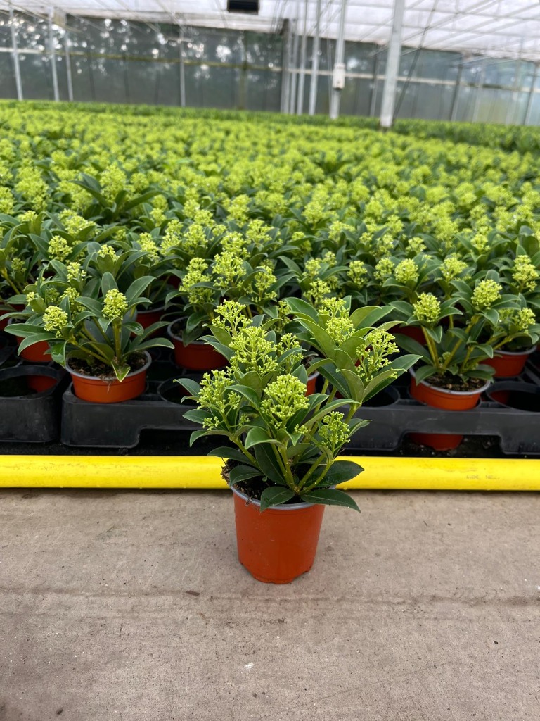 Image de Skimmia jap. Marlot P9 4/5-FLOWER