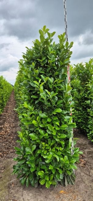 Image de Prunus laur. Rotundifolia EXTRA ROOTBALL 200/225cm