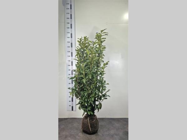 Picture of Prunus laur. Genolia ROOTBALL 140/160cm