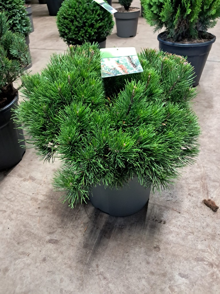 Picture of Pinus mugo pumilio P32 (15 Ltr) 40/50CM