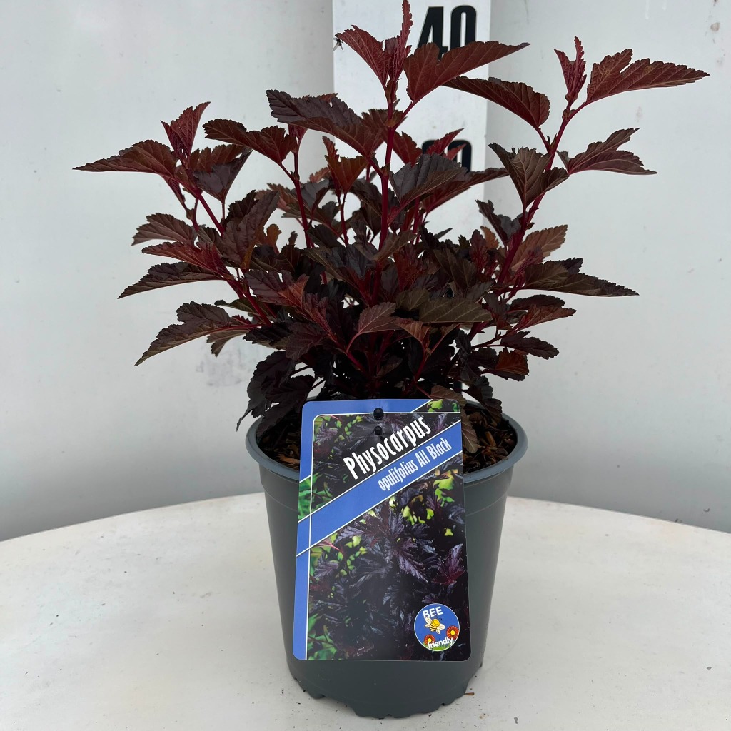 Physocarpus opu. All Black