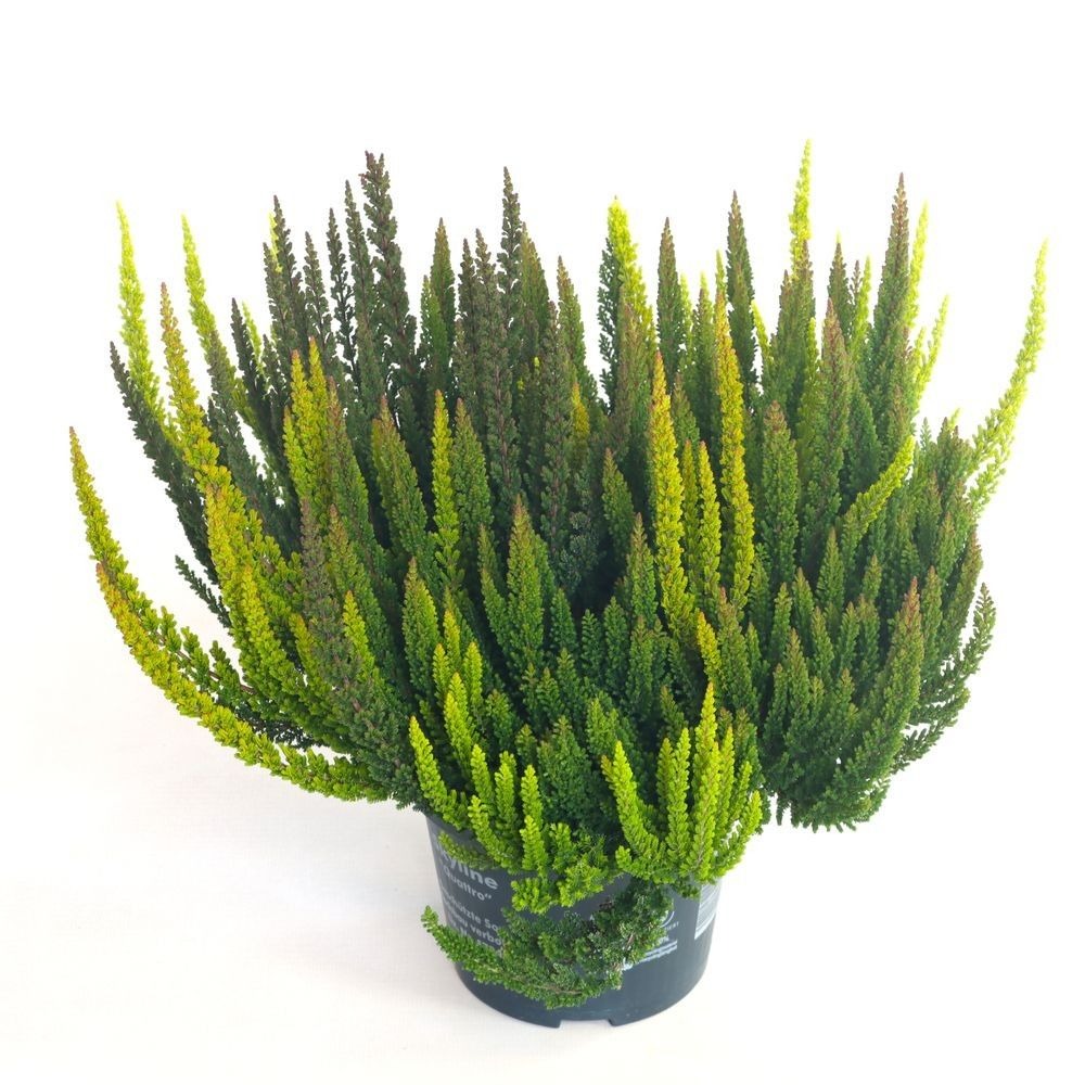 Billede af Calluna vulg Beauty Ladies Skyline Quattro KW28-KW38 P13