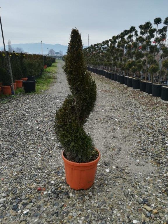 Picture of Thuja occidentalis Smaragd C10 80/90-SPIRAL